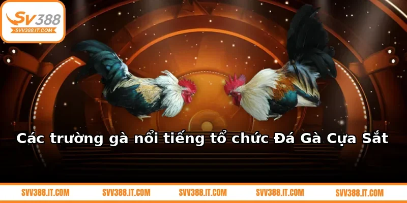 Các trường gà nổi tiếng tổ chức Đá Gà Cựa Sắt