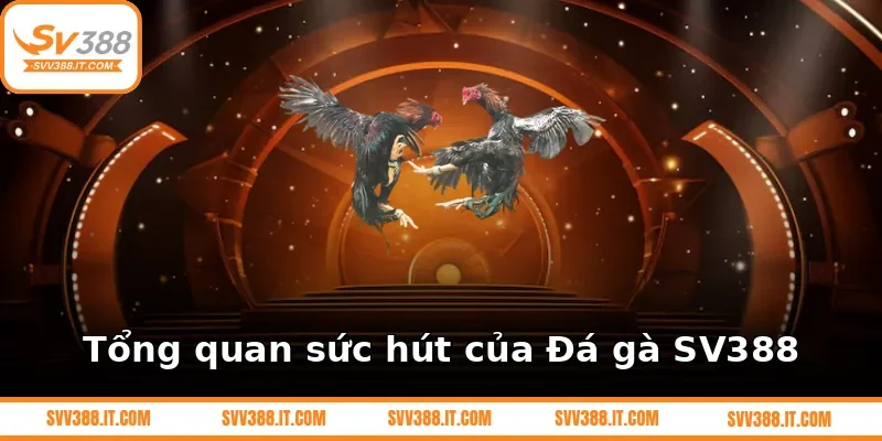 Tổng quan sức hút của Đá gà SV388